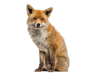 Fototapeta premium Red fox sitting looking at camera on white background