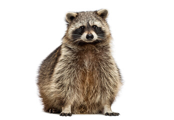 Raccoon sitting looking at camera on white background © Eric Isselée