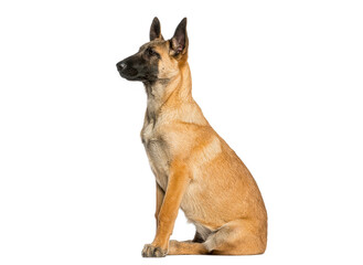 Obraz premium Belgian malinois dog sitting looking profile on white background