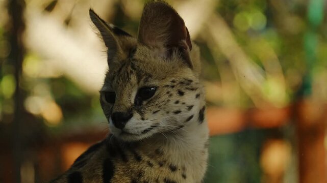 Serval sits calmly in a zoo enclosure and looks around with alert ears and focused eyes. Concept of wild cat portrait predator awareness exotic wildlife observation. 4k horizontal footage