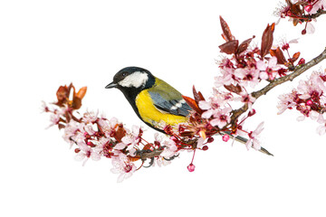 Great tit bird perching on a cherry blossom branch