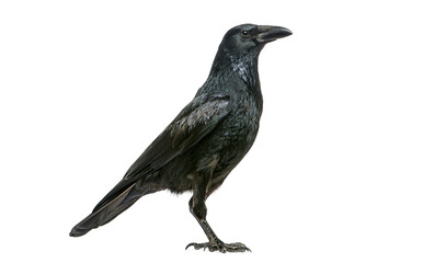 Carrion Crow, Corvus corone, bird standing in profile