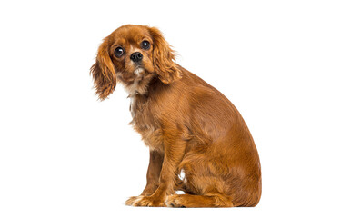 Ruby cavalier king charles spaniel puppy sitting looking innocent