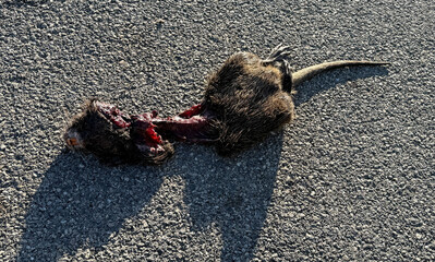 Nutria rodent dead and run over on the road