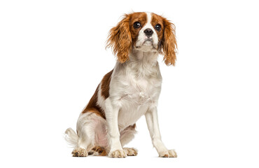 Cavalier king charles spaniel dog sitting on white background
