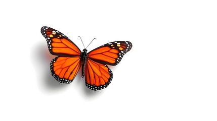 Obraz premium Detailed close up of a monarch butterfly displaying its intricate orange black and white wing patterns isolated on a clean white surface with a subtle shadow