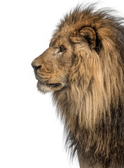 Fototapeta premium Majestic male lion showing its wonderful mane on white background