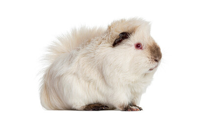 Guinea pig standing on white background looking right