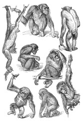 Chimpanzee positions and behaviors with adult and infant, 1899