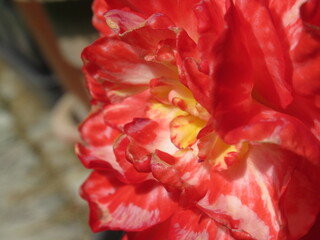 Zbliżenie na kwiat begonii © Kumulugma