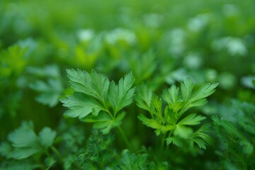 Vibrant green parsley leaves in lush garden setting