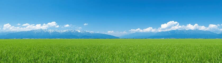 Fototapeta premium Vast green fields under a clear blue sky, bordered by majestic snow-capped mountains and fluffy clouds, suitable for nature themes, travel planning, or landscape design,