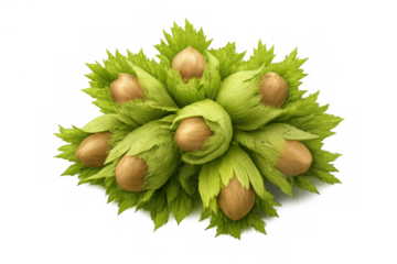 Fresh green hazelnuts still in their leafy husks, creating a cluster of organic filbert nuts. Transparent background