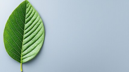 A single leaf with a green and brown color scheme.