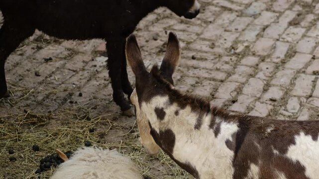 Two donkeys and a white sheep stand close together on a farm style enclosure in a zoo. Concept of domestic animals coexistence rural life animal behavior. 4k horizontal footage