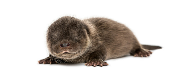 Obraz premium Newborn European otter pup sleeping peacefully isolated on white