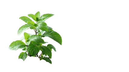 Fresh organic mint leaves and green herbal branches isolated on a white background in a macro close-up showing healthy food ingredients and natural spice freshness