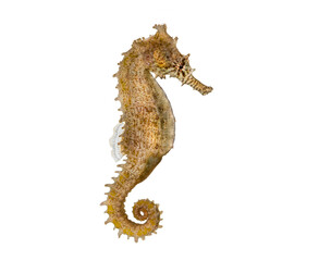 Common Seahorse, Hippocampus kuda, swimming with curled tail on white background © Eric Isselée