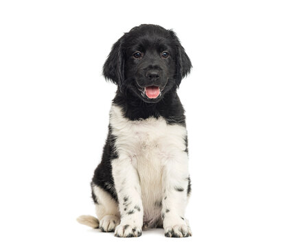 Stabyhoun puppy sitting looking at camera