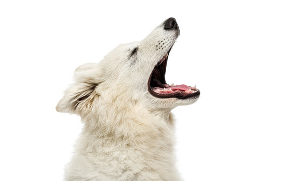 White fluffy dog yawning widely with mouth open