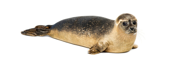 Common seal pup, Phoca vitulina, lying down on white background © Eric Isselée