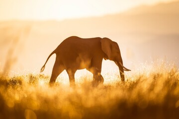 Naklejka premium Explore the majestic beauty of an elephant in the golden savannah sunset, showcasing nature's awe-inspiring wildlife splendor.