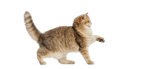 British shorthair cat walking and raising paw on white background