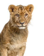 Obraz premium Lion cub sitting and observing on white background