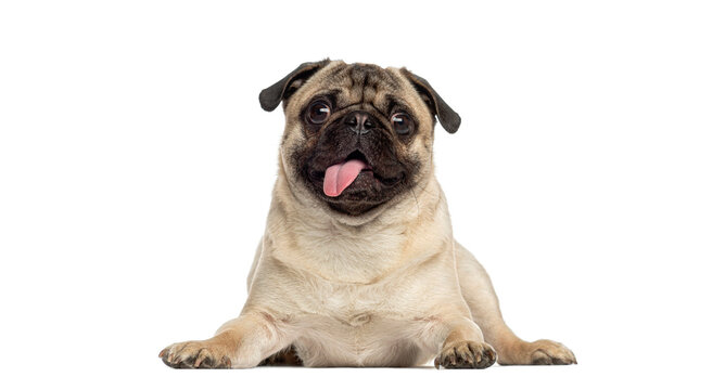 Happy pug dog lying down and panting with tongue out