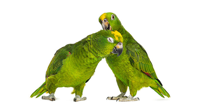 Yellow naped amazon parrots showing affection and bonding