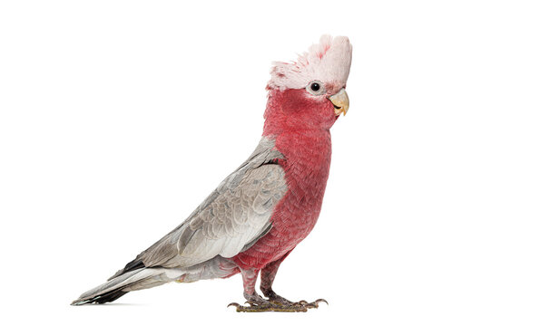 Rose-breasted Cockatoo, Eolophus roseicapilla, standing looking right against white background