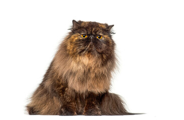 Tortoiseshell persian cat sitting and staring on white background