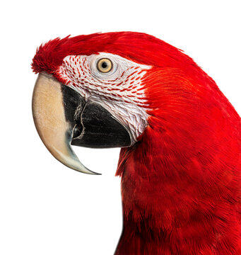 Red-and-green macaw parrot head profile close up