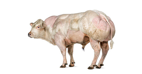 Belgian blue bull standing showing strong musculature