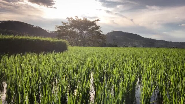 A video shows green rice fields in a rural valley, under soft afternoon sunlight, as gentle wind blows through the crops, creating a calm countryside scene.