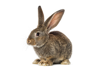 Brown rabbit sitting on white background looking left