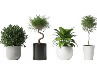 A row of four distinct potted plants against a white background