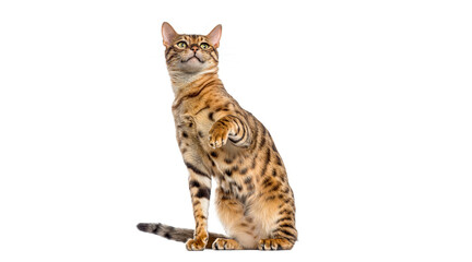 Obraz premium Bengal cat raising paw and looking up, isolated on white