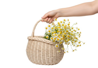Female hand holding wicker bag with chamomiles isolated on a transparent background