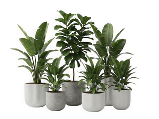 Obraz premium Collection of potted tropical plants in modern pots