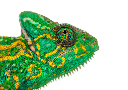 Yemen chameleon, Chamaeleo calyptratus, looking on white background