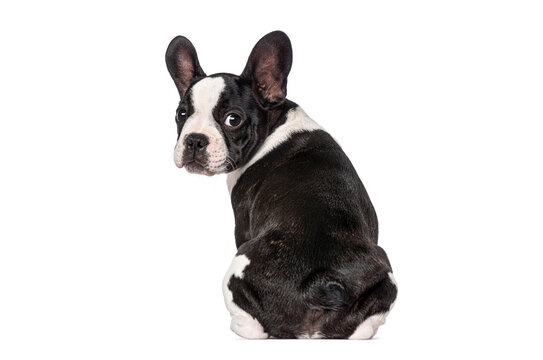 French bulldog puppy sitting turning head looking back