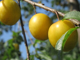 Zbliżenie na owoce śliwki mirabelki © Kumulugma