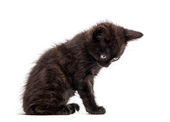 Adorable black kitten sitting and looking down on white background © Eric Isselée