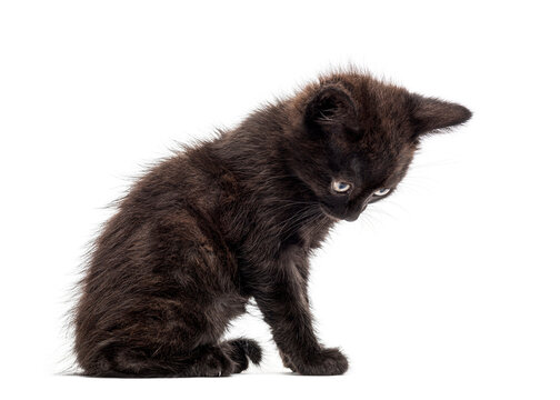 Adorable black kitten sitting and looking down on white background