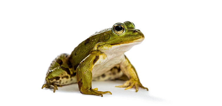 Green frog amphibian animal sitting on white background