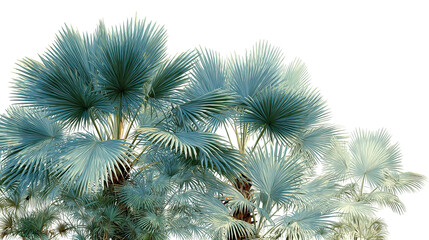 Distinct Butia Capitata Palms Side by Side with Recurved Fronds Isolated on White Background