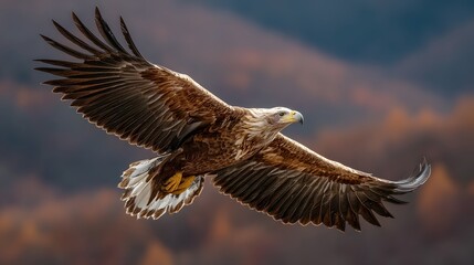 Fototapeta premium Golden eagle soaring with spread wings over blurred autumn mountain landscape. Wild bird of prey hunting in natural habitat during flight.