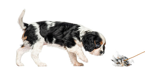 Cavalier king charles spaniel puppy playing with toy