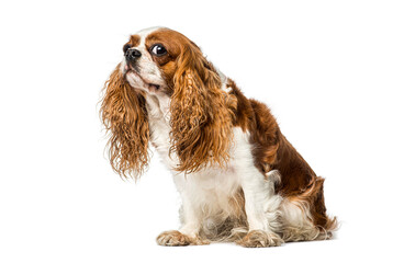 Cavalier king charles spaniel dog sitting looking up